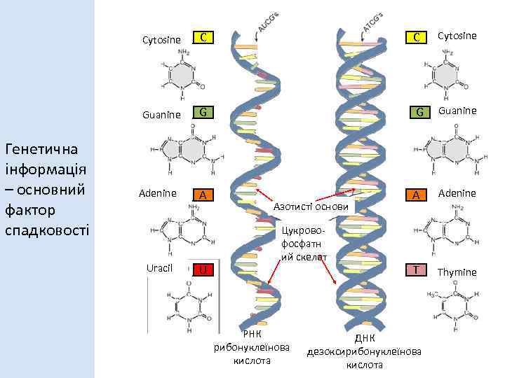 Сytosine С Сytosine Guanine Генетична інформація – основний фактор спадковості С G G Guanine