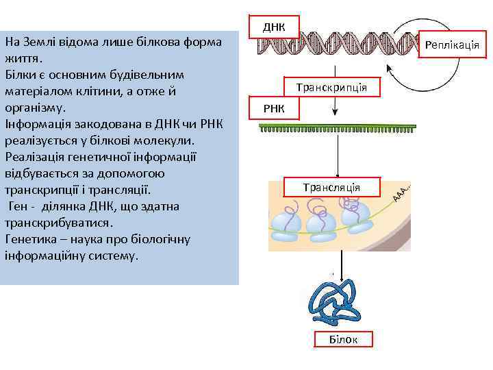 На Землі відома лише білкова форма життя. Білки є основним будівельним матеріалом клітини, а