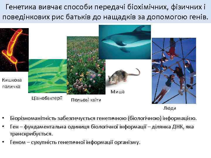 Генетика вивчає способи передачі біохімічних, фізичних і поведінкових рис батьків до нащадків за допомогою