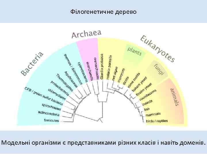 Філогенетичне дерево Модельні організми є представниками різних класів і навіть доменів. 