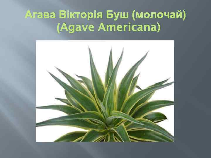 Агава Вікторія Буш (молочай) (Agave Americana) 