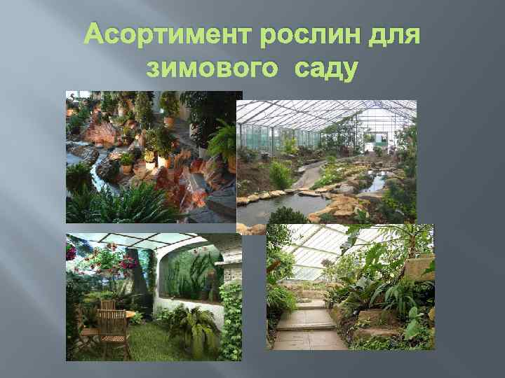 Асортимент рослин для зимового саду 