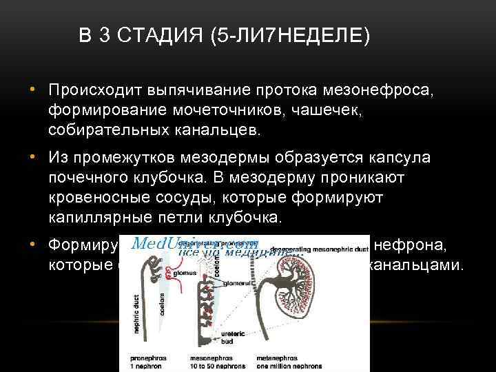 В 3 СТАДИЯ (5 -ЛИ 7 НЕДЕЛЕ) • Происходит выпячивание протока мезонефроса, формирование мочеточников,