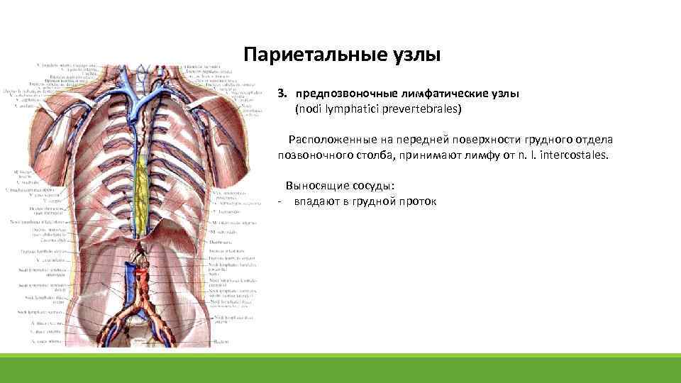 Париетальные узлы 3. предпозвоночные лимфатические узлы (nodi lymphatici prevertebrales) Расположенные на передней поверхности грудного