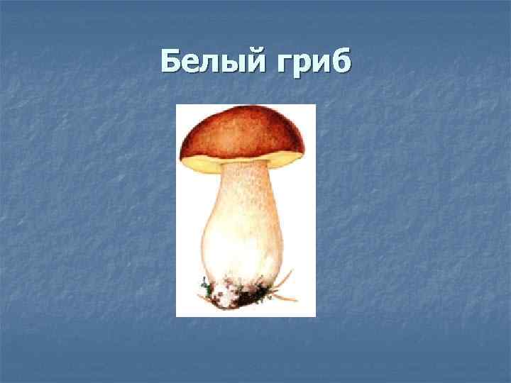 Белый гриб 