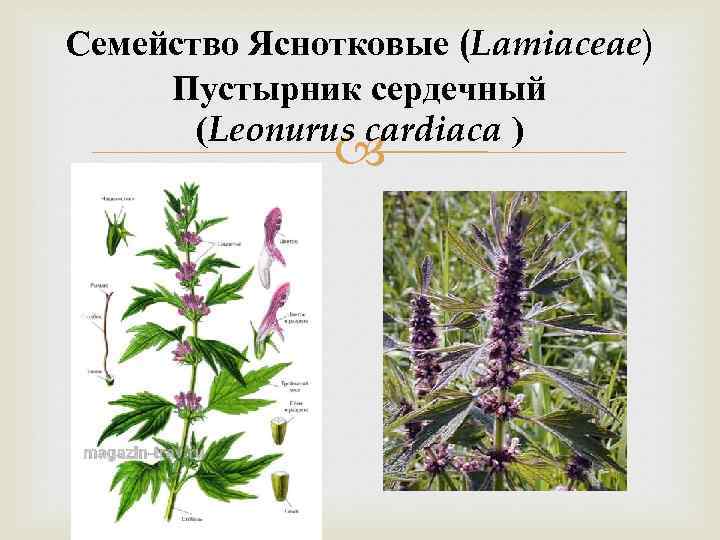 Семейство Яснотковые (Lamiaceae) Пустырник сердечный (Leonurus cardiaca ) 