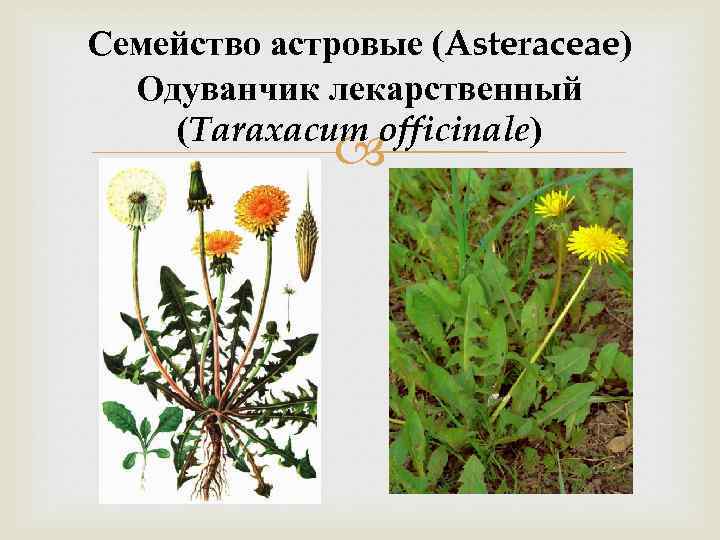 Семейство астровые (Asteraceae) Одуванчик лекарственный (Taraxacum officinale) 