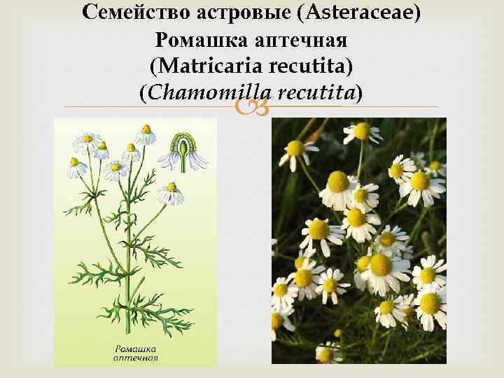 Семейство астровые (Asteraceae) Ромашка аптечная (Matricaria recutita) (Chamomilla recutita) 