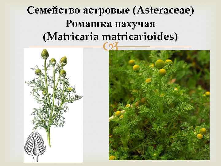 Семейство астровые (Asteraceae) Ромашка пахучая (Matricaria matricarioides) 