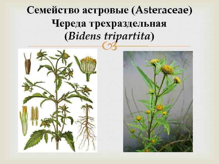 Семейство астровые (Asteraceae) Череда трехраздельная (Bidens tripartita) 