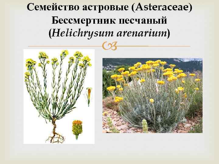 Семейство астровые (Asteraceae) Бессмертник песчаный (Helichrysum arenarium) 