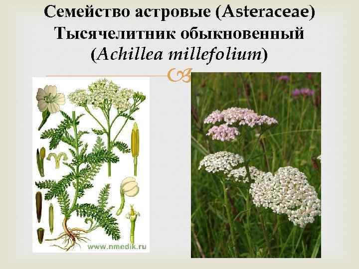 Семейство астровые (Asteraceae) Тысячелитник обыкновенный (Achillea millefolium) 