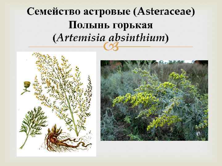 Семейство астровые (Asteraceae) Полынь горькая (Artemisia absinthium) 