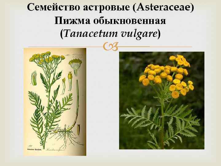 Семейство астровые (Asteraceae) Пижма обыкновенная (Tanacetum vulgare) 