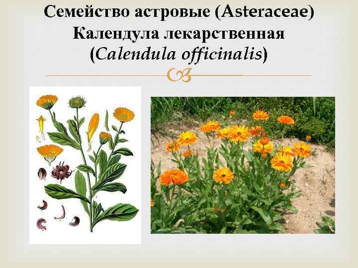 Семейство астровые (Asteraceae) Календула лекарственная (Calendula offiсinalis) 