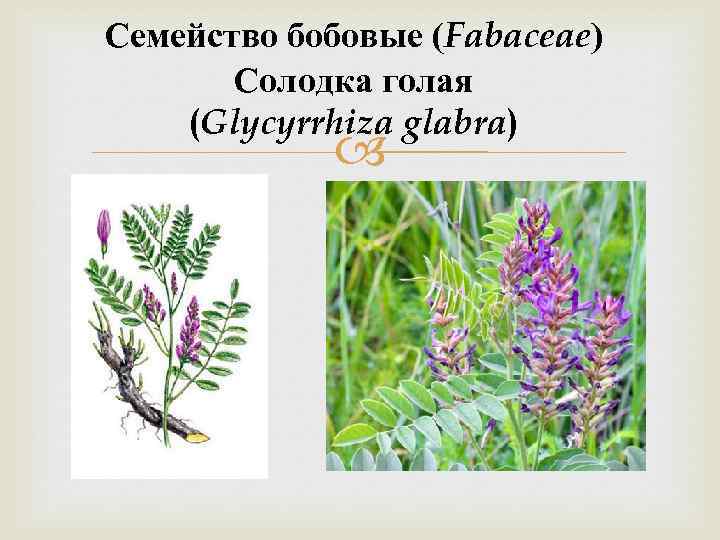 Семейство бобовые (Fabaceae) Солодка голая (Glycyrrhiza glabra) 