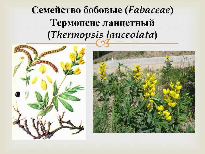 Семейство бобовые (Fabaceae) Термопсис ланцетный (Thermopsis lanceolata) 