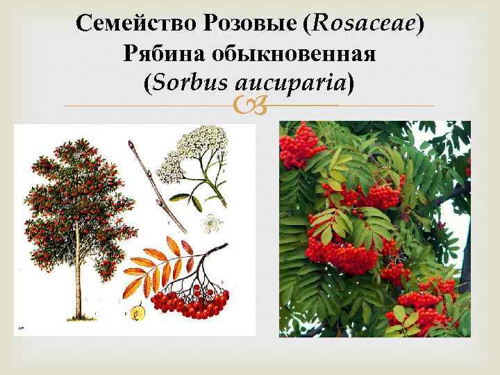 Семейство Розовые (Rosaceae) Рябина обыкновенная (Sorbus aucuparia) 