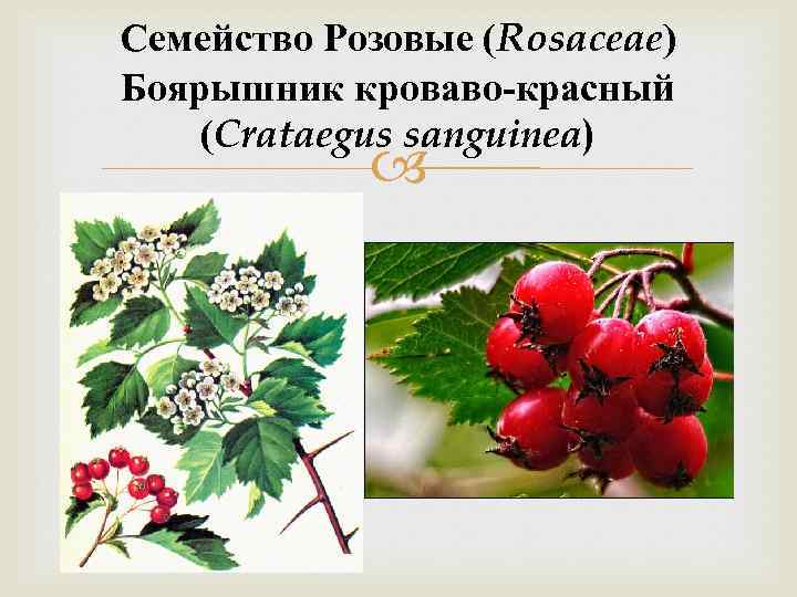 Семейство Розовые (Rosaceae) Боярышник кроваво-красный (Crataegus sanguinea) 