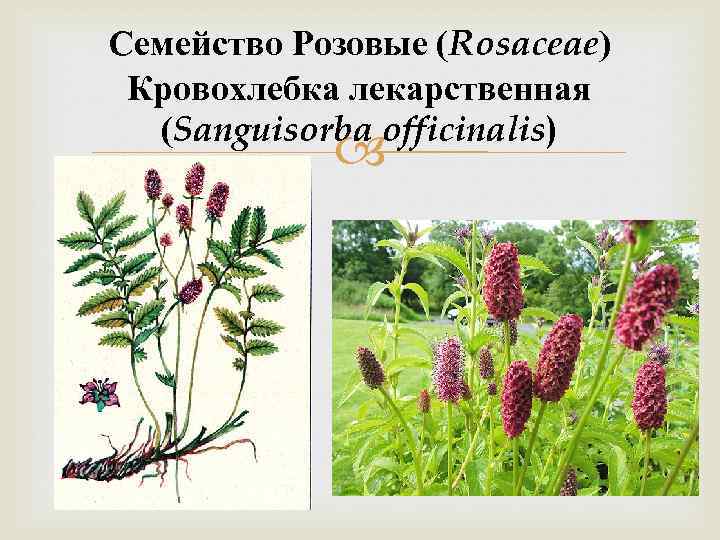 Семейство Розовые (Rosaceae) Кровохлебка лекарственная (Sanguisorba officinalis) 