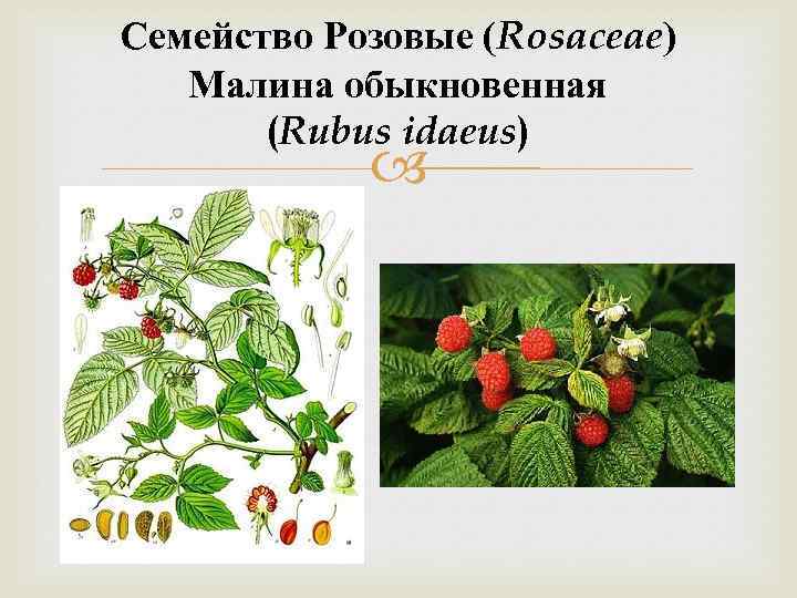 Семейство Розовые (Rosaceae) Малина обыкновенная (Rubus idaeus) 