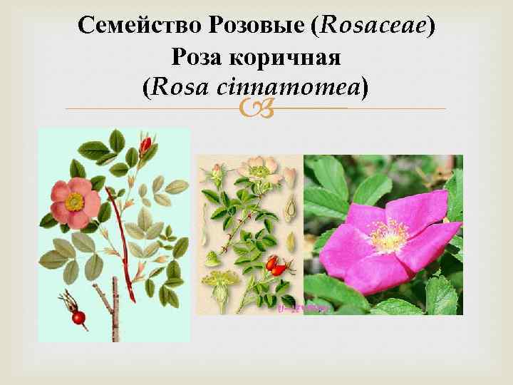 Семейство Розовые (Rosaceae) Роза коричная (Rosa cinnamomea) 