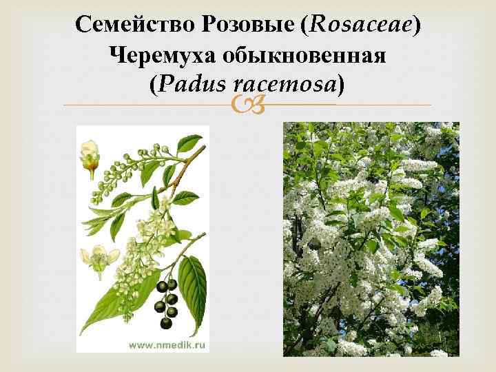 Семейство Розовые (Rosaceae) Черемуха обыкновенная (Padus racemosa) 