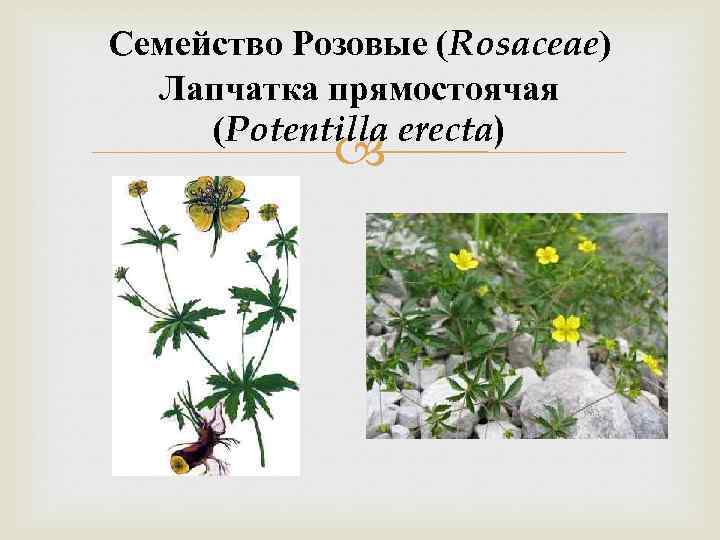 Семейство Розовые (Rosaceae) Лапчатка прямостоячая (Potentilla erecta) 