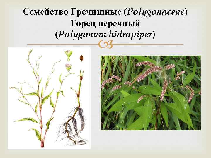 Семейство Гречишные (Polygonaceae) Горец перечный (Polygonum hidropiper) 