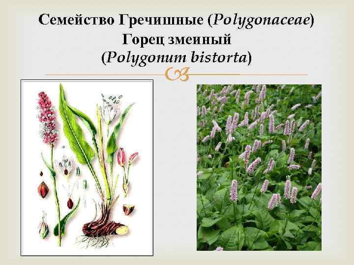 Семейство Гречишные (Polygonaceae) Горец змеиный (Polygonum bistorta) 