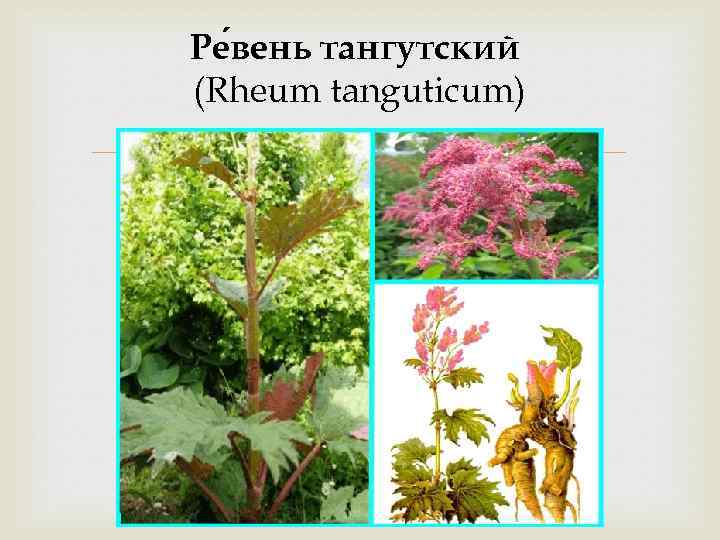 Ре вень тангутский (Rheum tanguticum) 