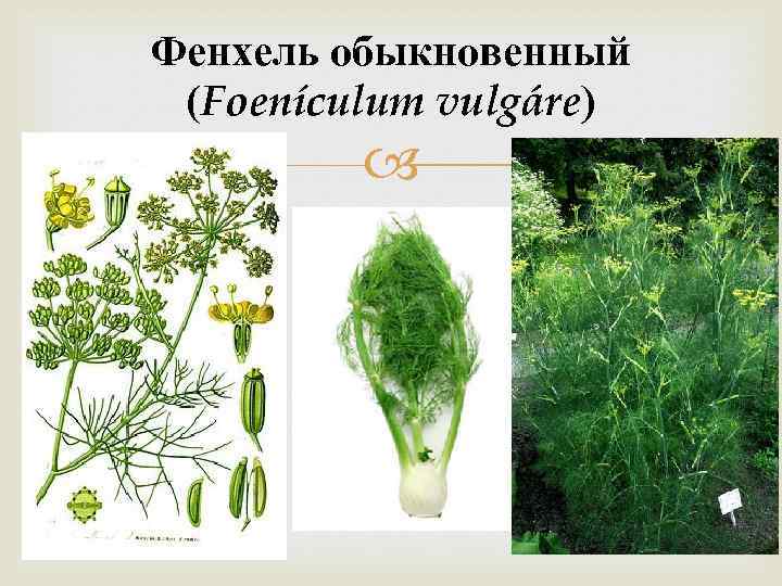 Фенхель обыкновенный (Foenículum vulgáre) 