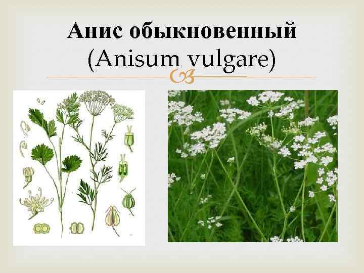 Анис обыкновенный (Anisum vulgare) 