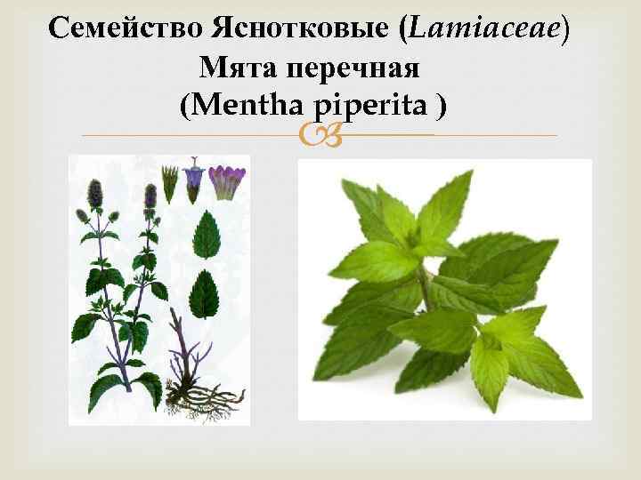 Семейство Яснотковые (Lamiaceae) Мята перечная (Mentha piperita ) 