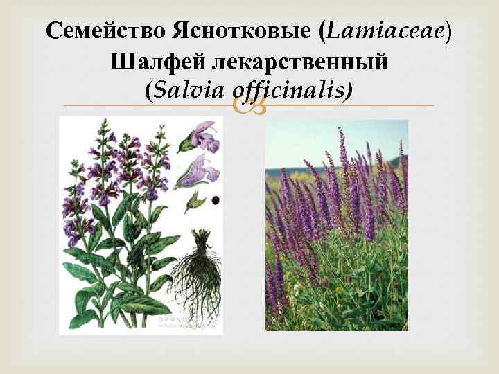 Семейство Яснотковые (Lamiaceae) Шалфей лекарственный (Salvia officinalis) 