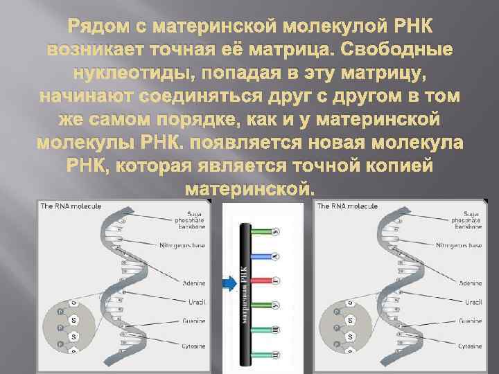 Рядом с материнской молекулой РНК возникает точная её матрица. Свободные нуклеотиды, попадая в эту