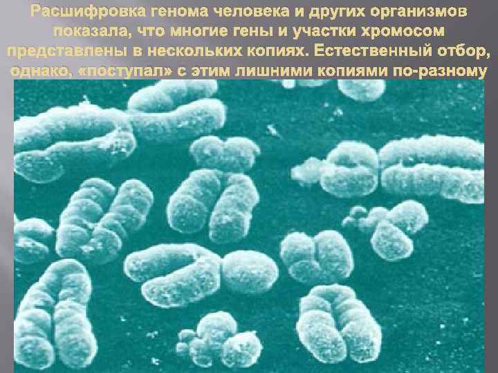Расшифровка генома человека и других организмов показала, что многие гены и участки хромосом представлены