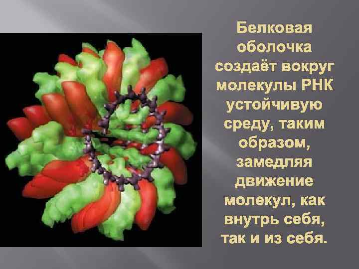 Белковая оболочка создаёт вокруг молекулы РНК устойчивую среду, таким образом, замедляя движение молекул, как