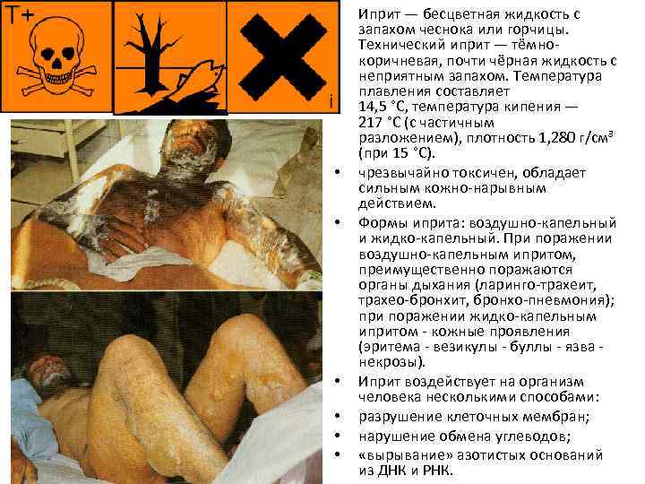  • • Иприт — бесцветная жидкость с запахом чеснока или горчицы. Технический иприт