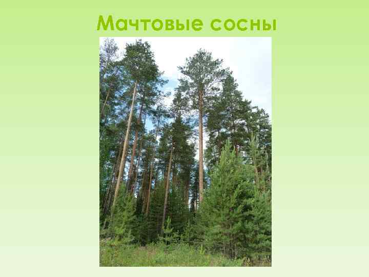 Мачтовые сосны 