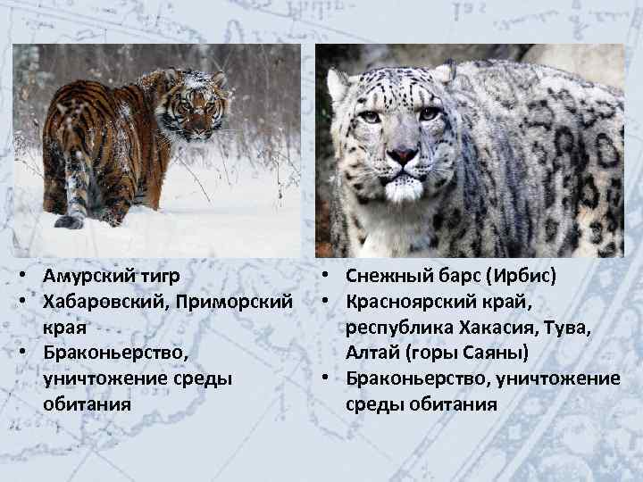  • Амурский тигр • Хабаровский, Приморский края • Браконьерство, уничтожение среды обитания •