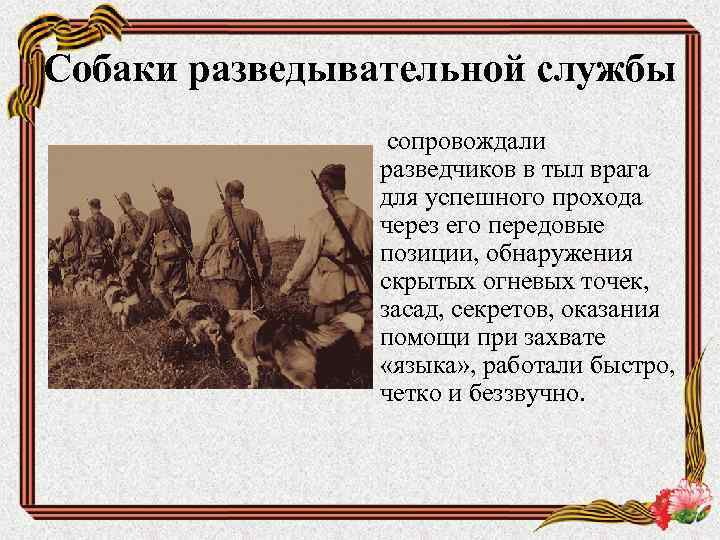 Собаки разведывательной службы сопровождали разведчиков в тыл врага для успешного прохода через его передовые