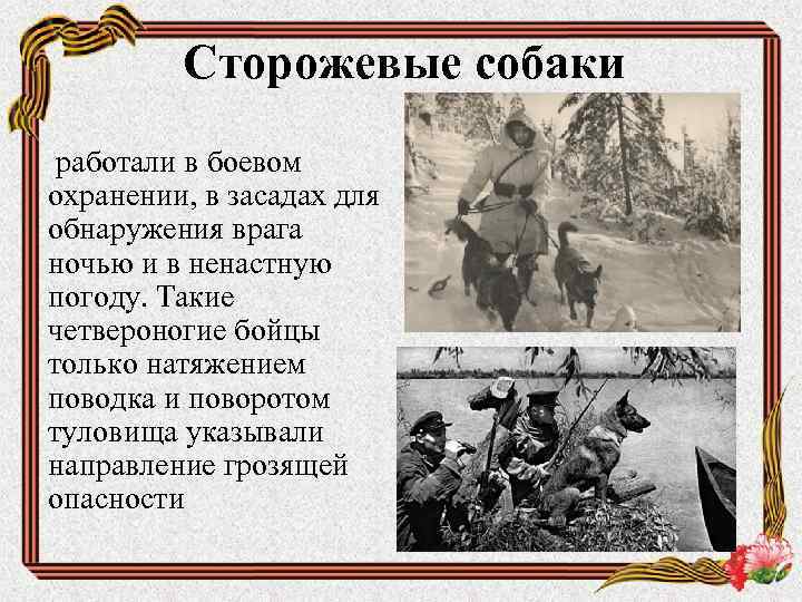 Сторожевые собаки работали в боевом охранении, в засадах для обнаружения врага ночью и в