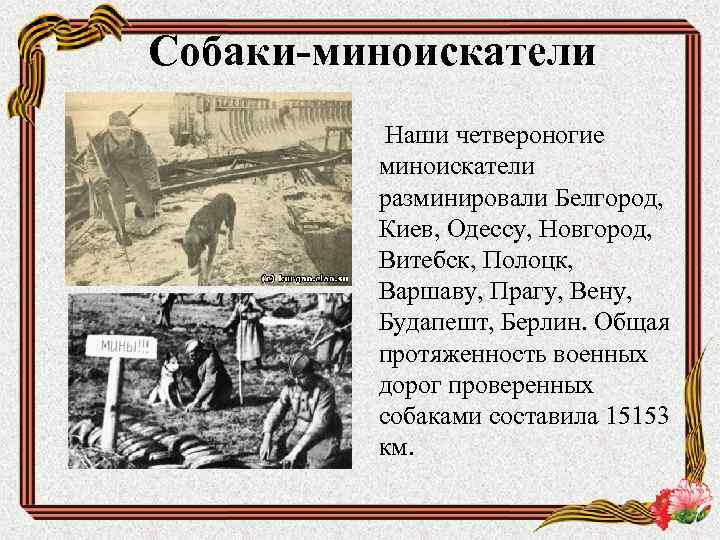 Собаки-миноискатели Наши четвероногие миноискатели разминировали Белгород, Киев, Одессу, Новгород, Витебск, Полоцк, Варшаву, Прагу, Вену,