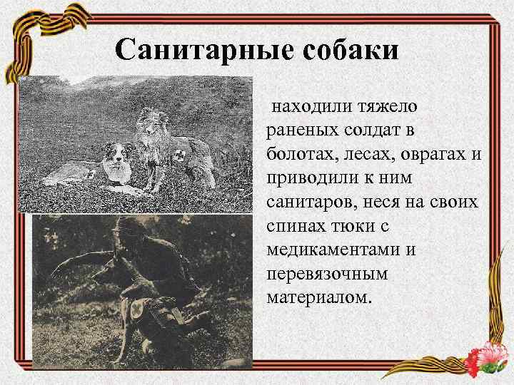 Санитарные собаки находили тяжело раненых солдат в болотах, лесах, оврагах и приводили к ним