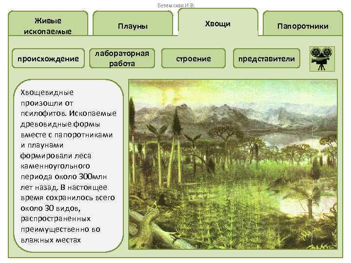 Беземская И. В. Живые ископаемые происхождение Плауны лабораторная работа Хвощевидные произошли от псилофитов. Ископаемые