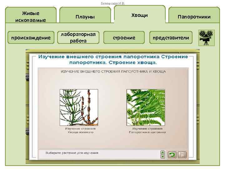 Беземская И. В. Живые ископаемые происхождение Плауны лабораторная работа Хвощи строение Папоротники представители 