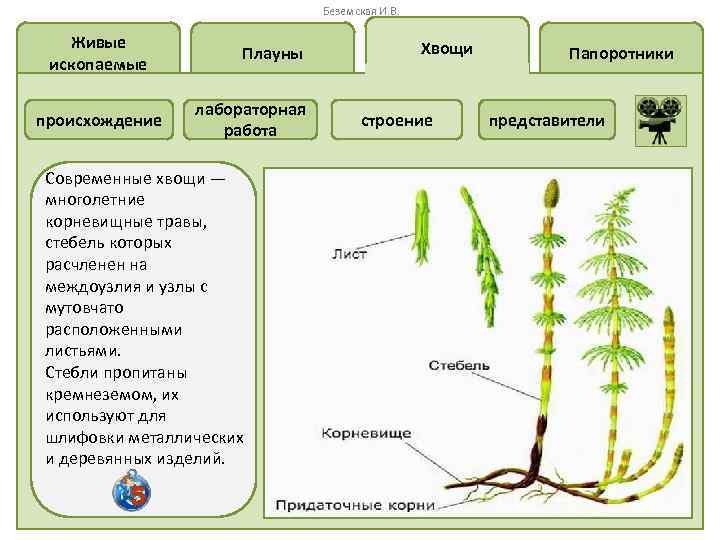 Беземская И. В. Живые ископаемые происхождение Плауны лабораторная работа Современные хвощи — многолетние корневищные