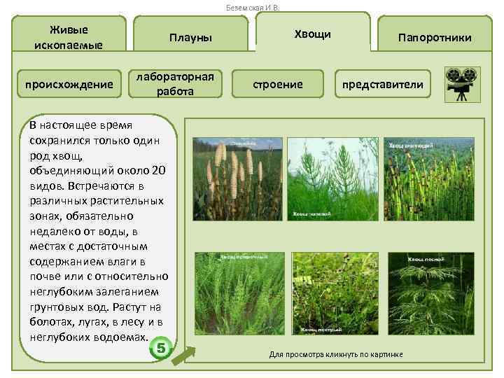 Беземская И. В. Живые ископаемые происхождение Плауны лабораторная работа Хвощи строение Папоротники представители В