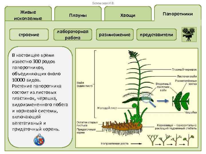 Беземская И. В. Живые ископаемые строение Плауны лабораторная работа В настоящее время известно 300